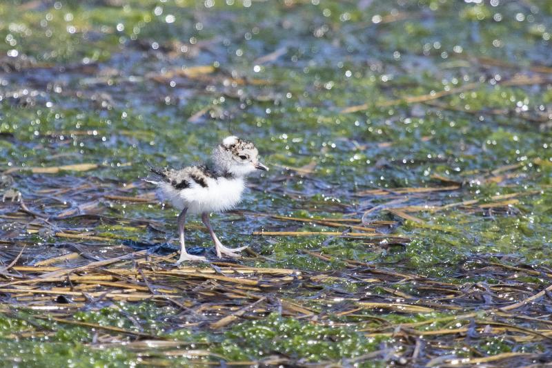 Three-banded Plover chick Knysna Western Cape