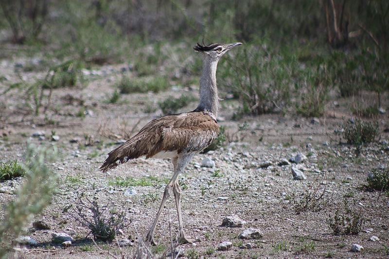 Kori Bustard Etosha Namibia