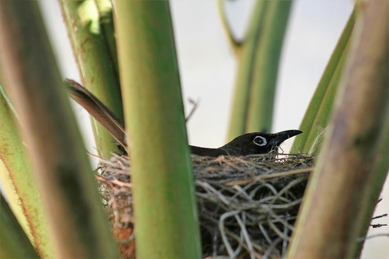 Cape Bulbul Leisure Island South Africa