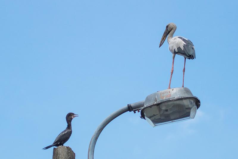 Little Cormorant Asian Openbill Bangkok Thailand