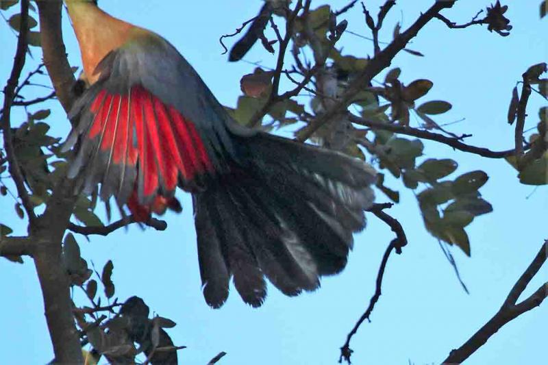 Purple-crested Lourie Harare Zimbabwe