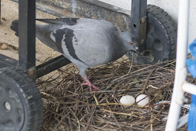 Feral Pigeon Bangkok Thailand