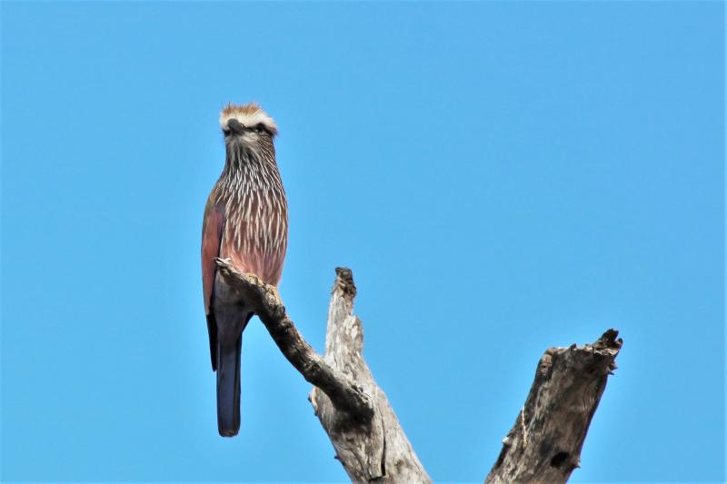 Purple Roller Kruger South Africa