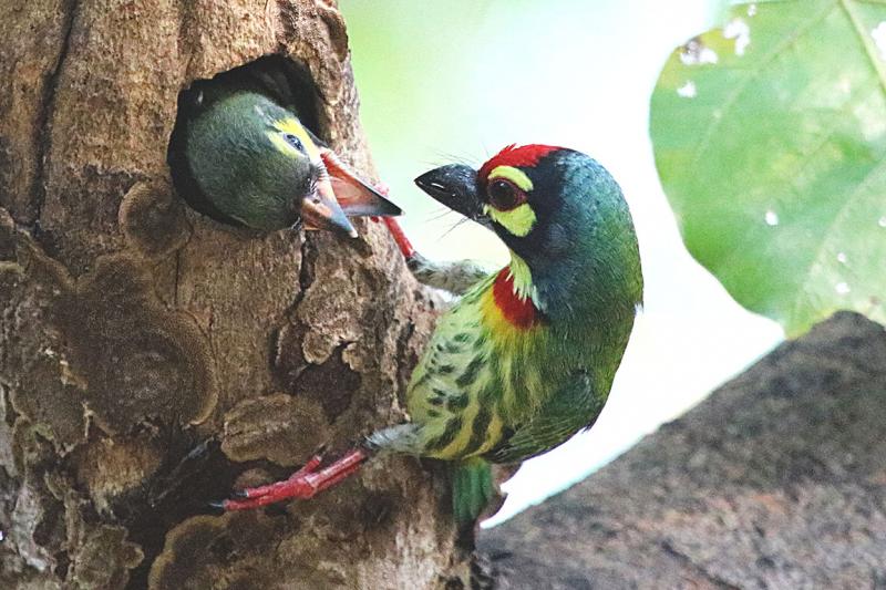 Coppersmith Barbet Bali Indonesia