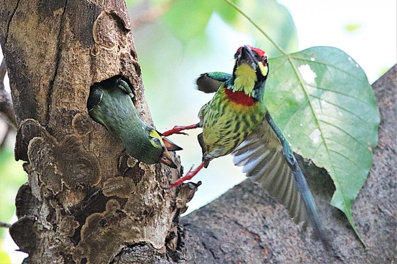 Coppersmith Barbet Bangkok Thailand