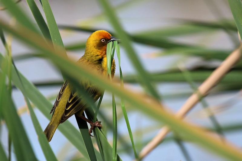 Cape Weaver Thesen Island South Africa