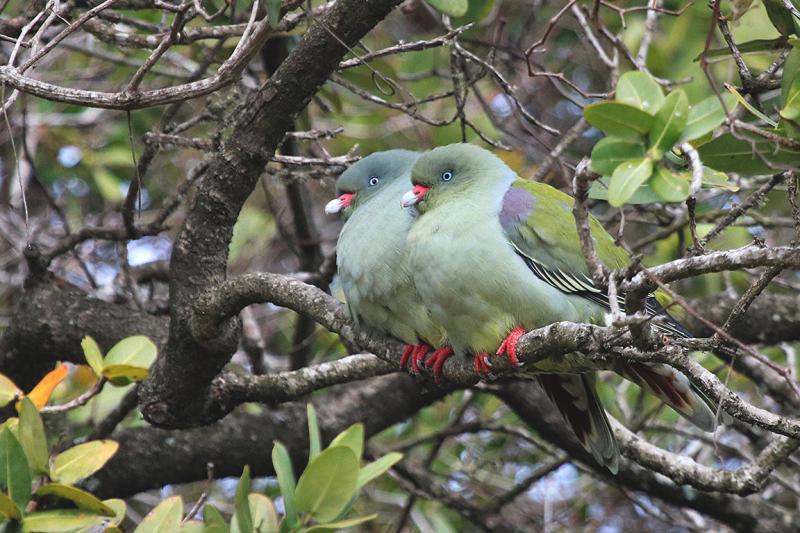 African Green Pigeon Inhaca Island Mozambique