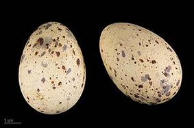 African Swamphen Eggs