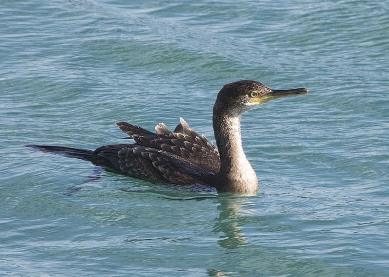 Great Cormorant UK