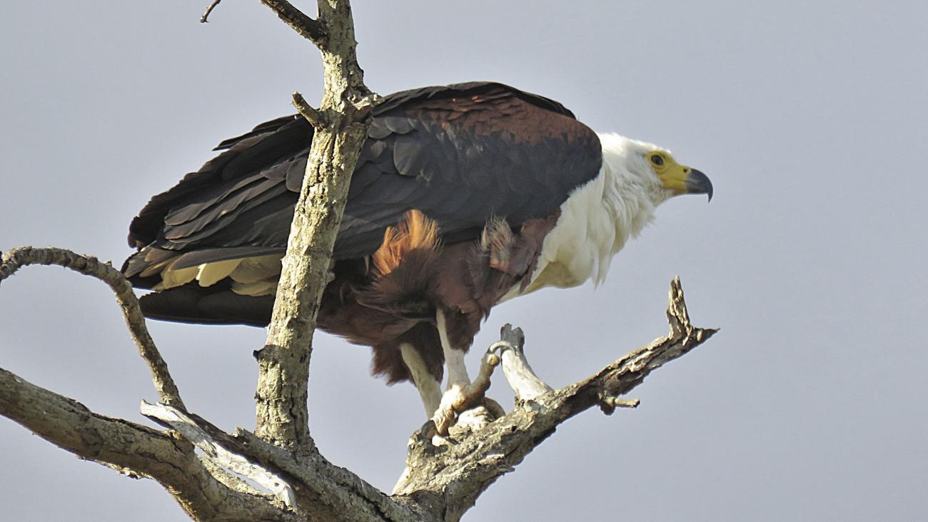 Fish eagle