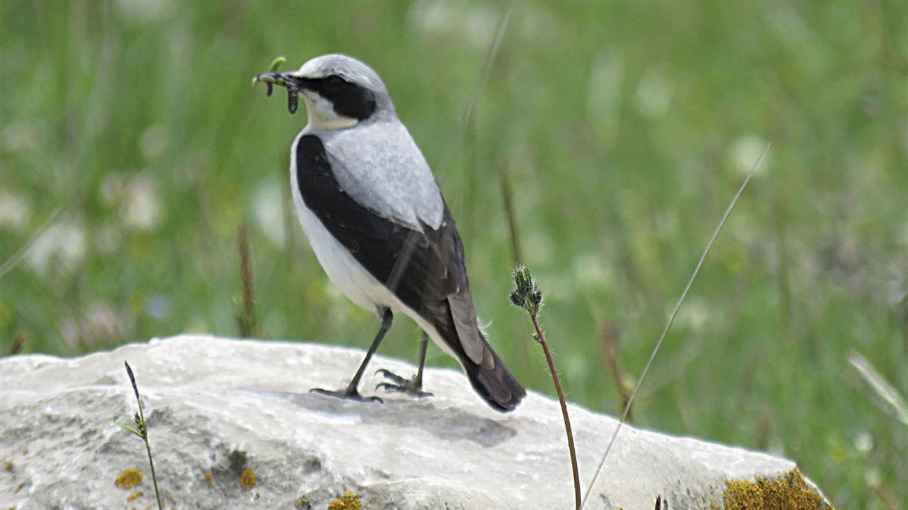 Northern wheatear