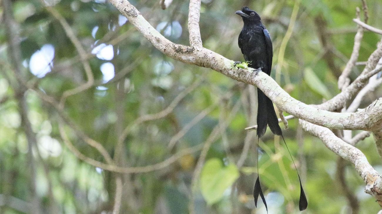 Greater raquet- tailed drongo