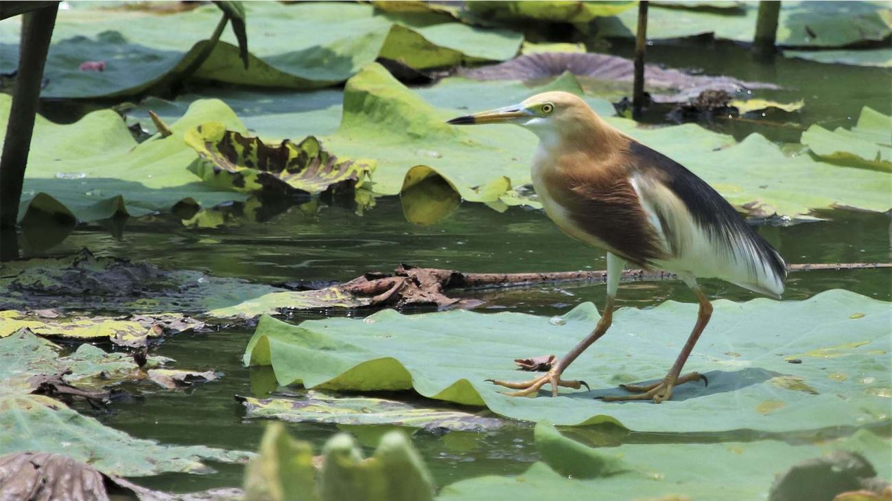 Javanese pond heron