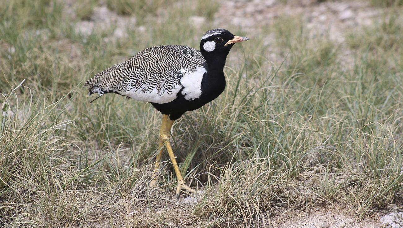 Northern black korhan