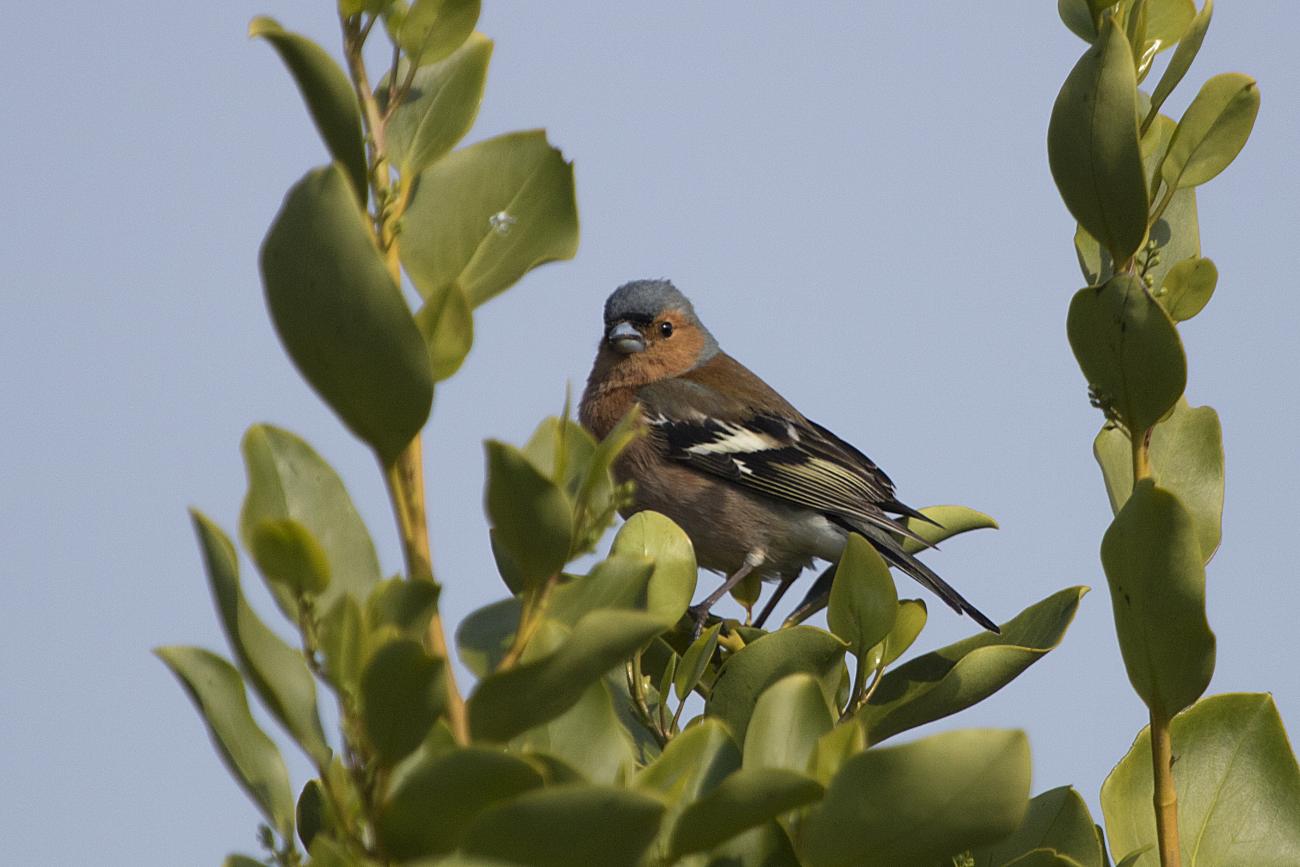 Chaffinch Coleton Fishacre, South Devon, UK