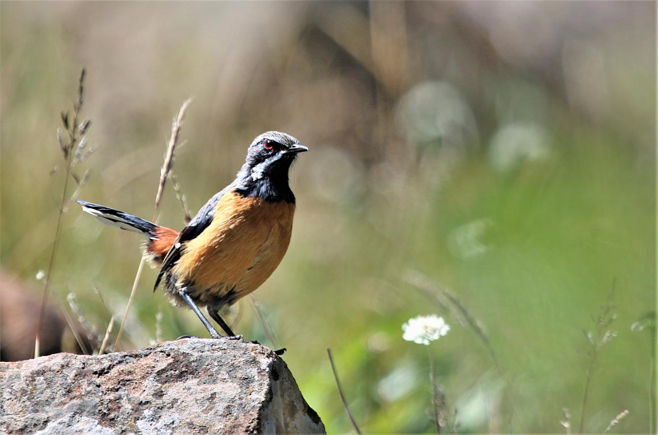 Orange-breasted Rock Jumper