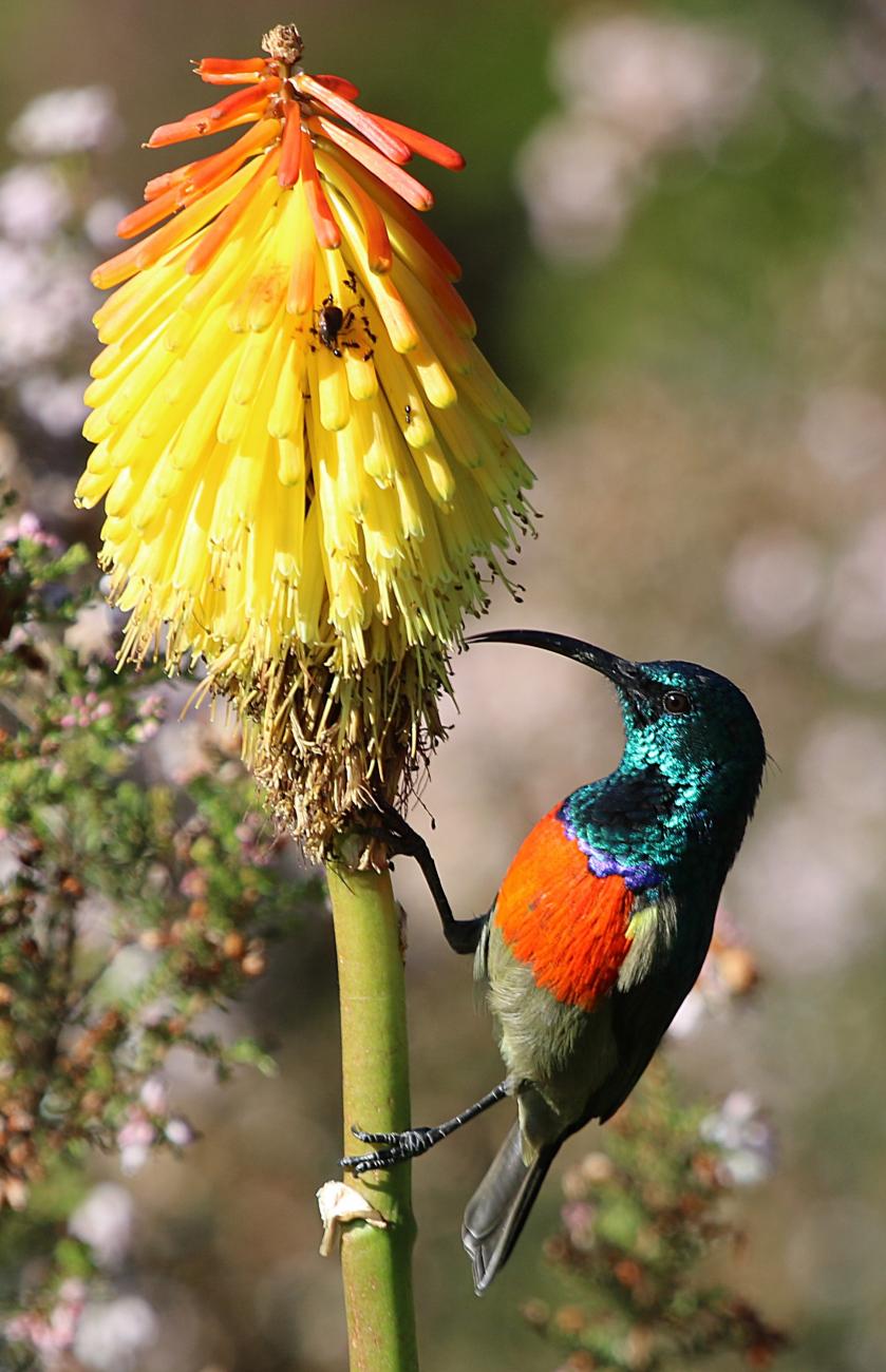 Greater double-collared sunbird