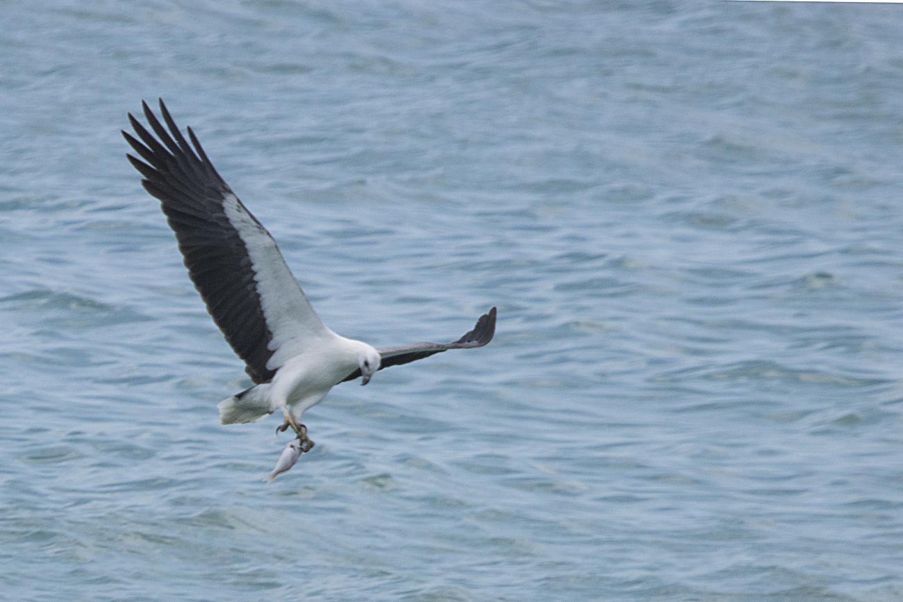 White-bellied Sea Eagle Koh Samui, Thailand