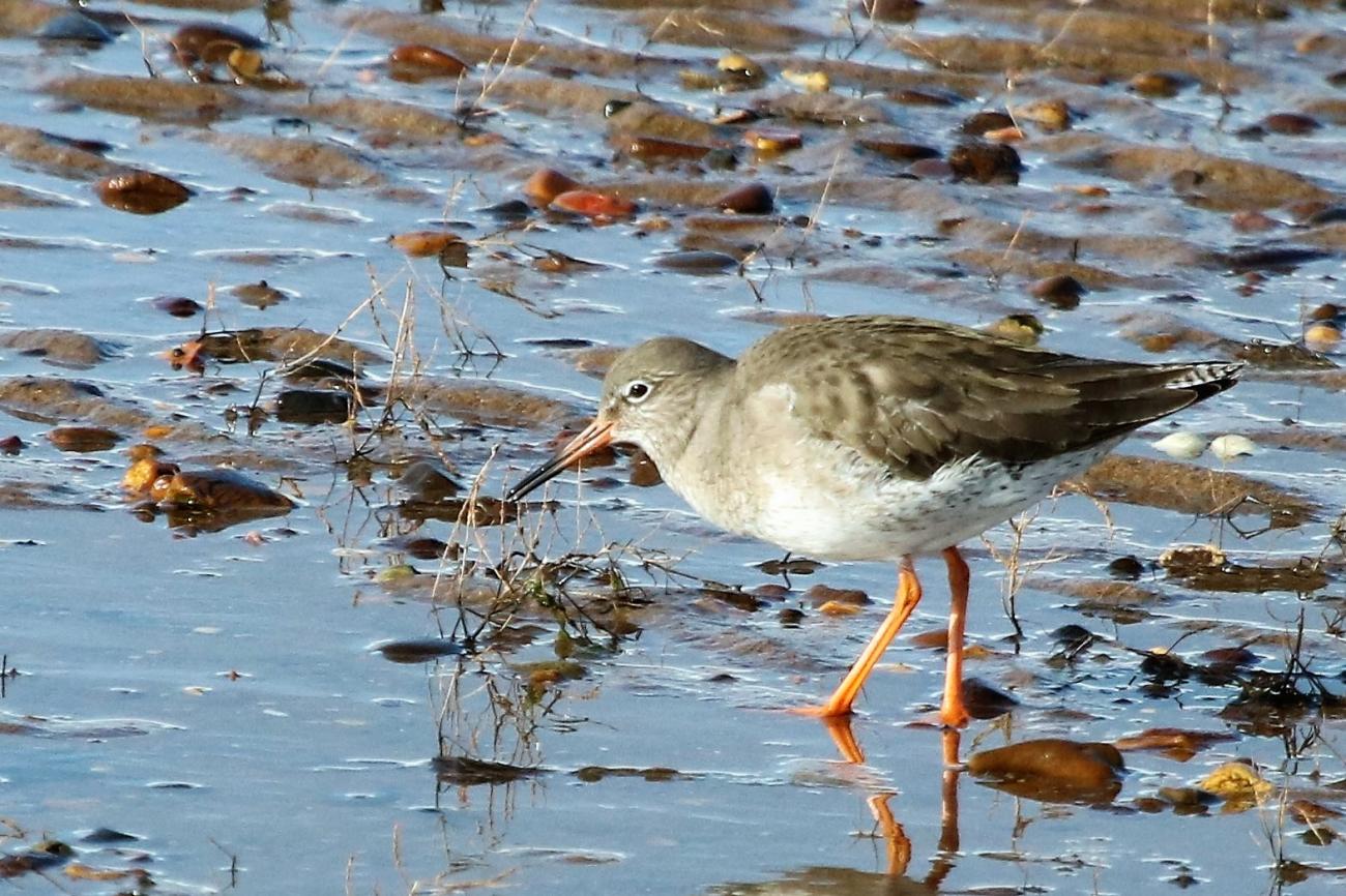 Redshank Exe Estuary, South Devon, UK