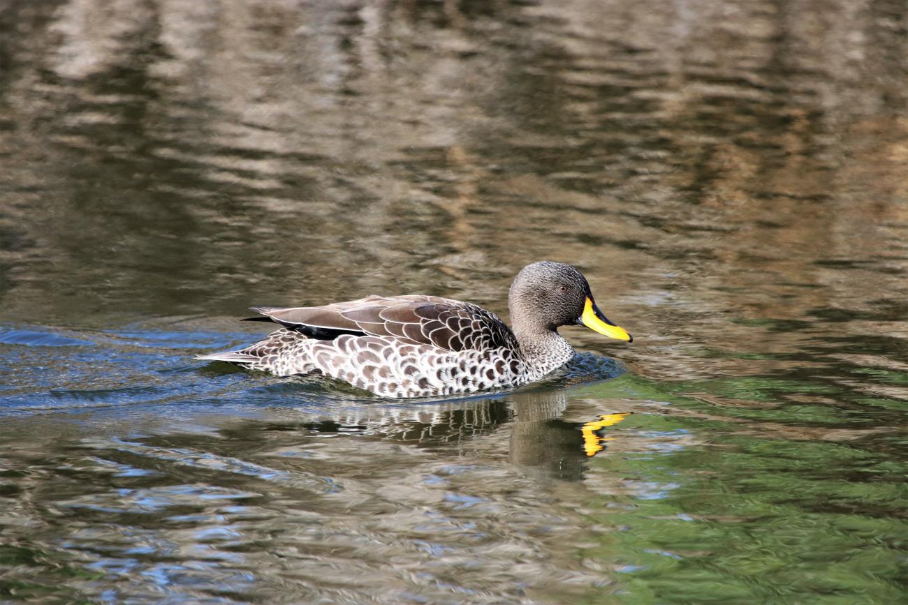 Yellow-billed duck Thesen Island, Western Cape