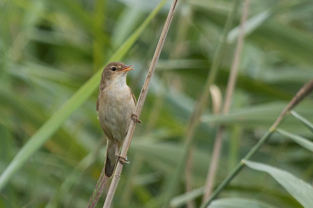 Eurasian Reed Warbler Somerset Levels, United Kingdom