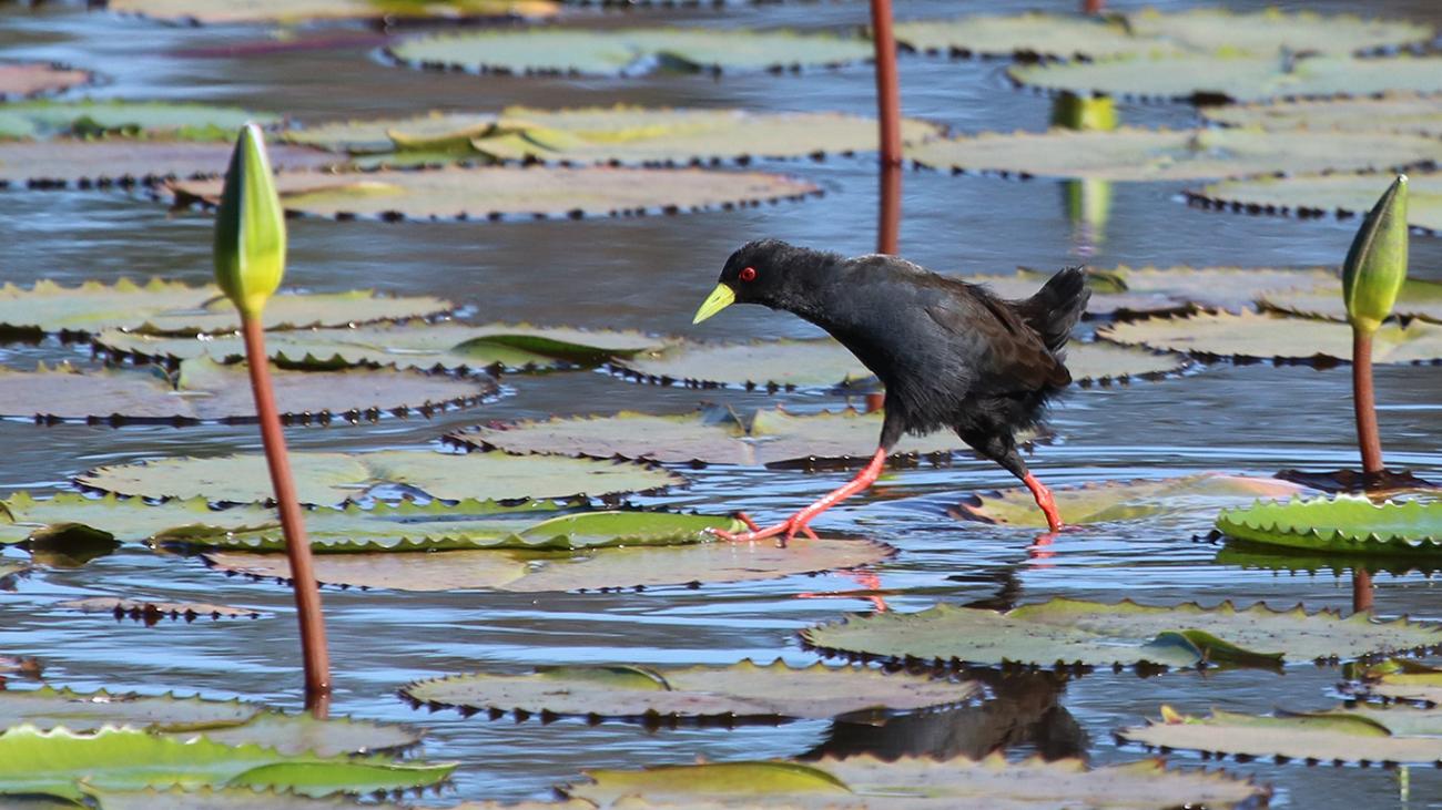 Black Crake George Botanic Gardens, Western Cape