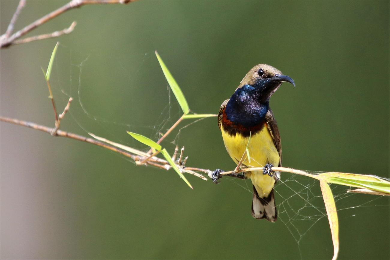 Olive-backed sunbird Koh Phangan, Thailand