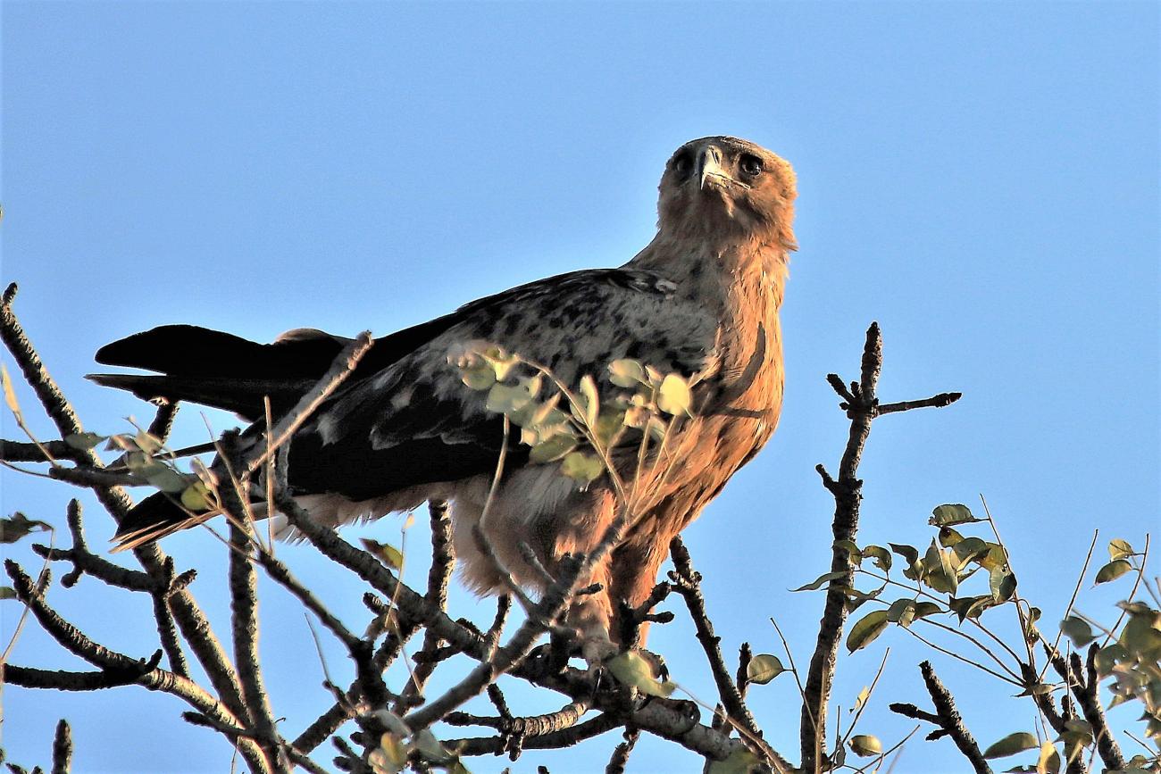 Tawny Eagle Central Kruger, South Africa