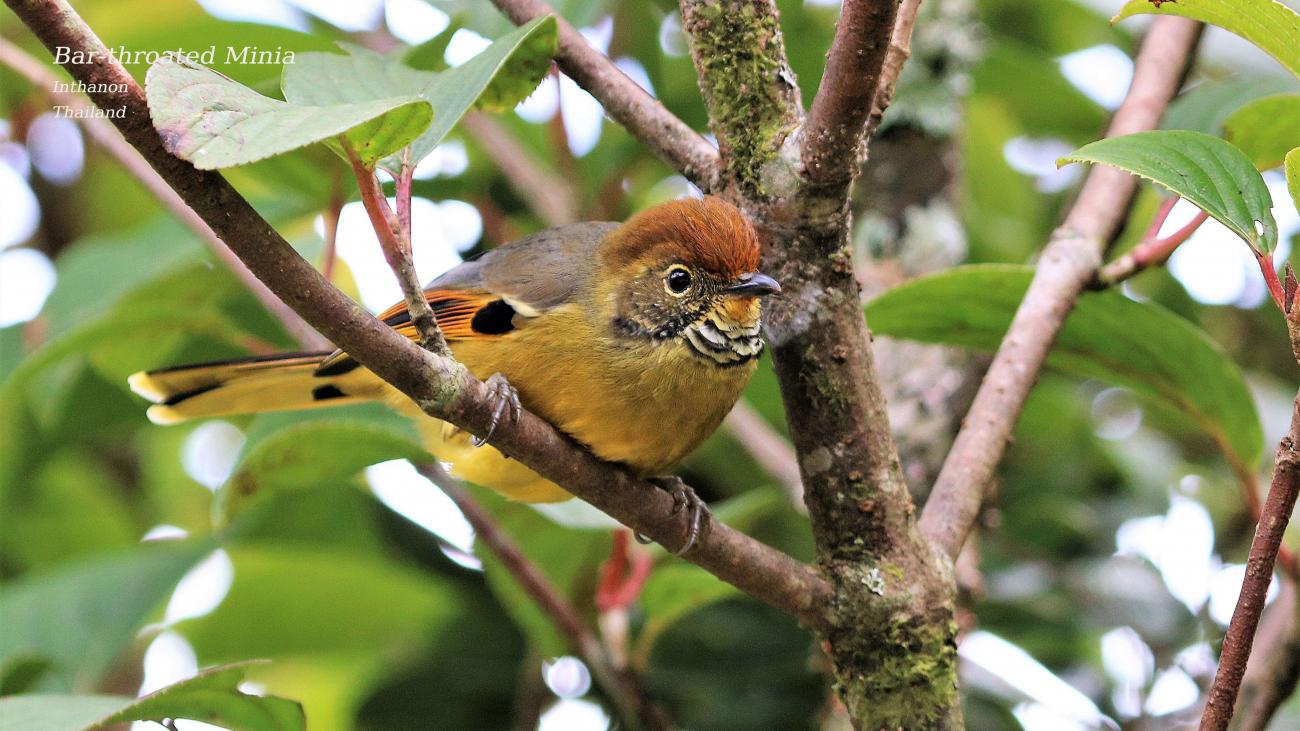 Bar-throated Minia Don Inthanon, Thailalnd