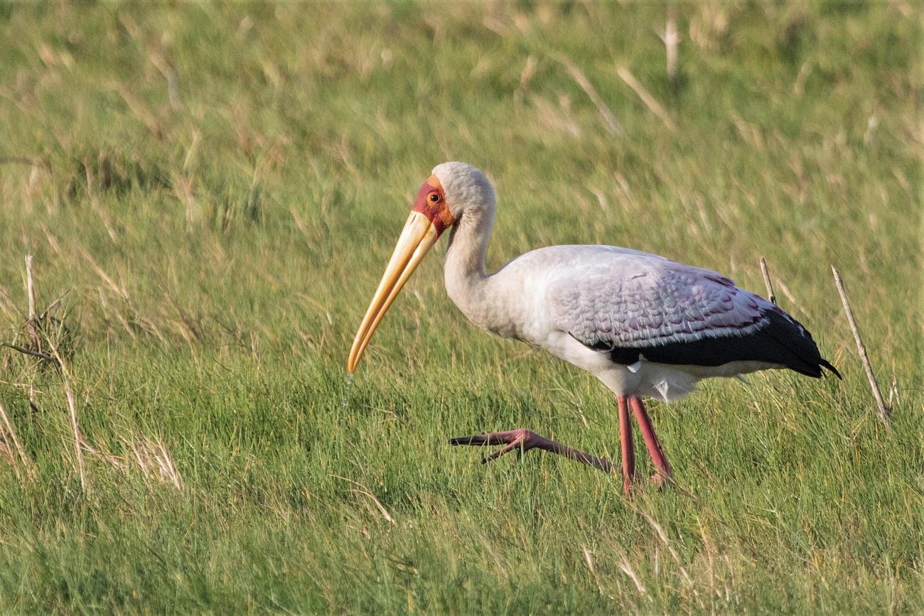 Yellow-billed Stork, St Lucia Wetlands, KwaZulu Natal, South Africa