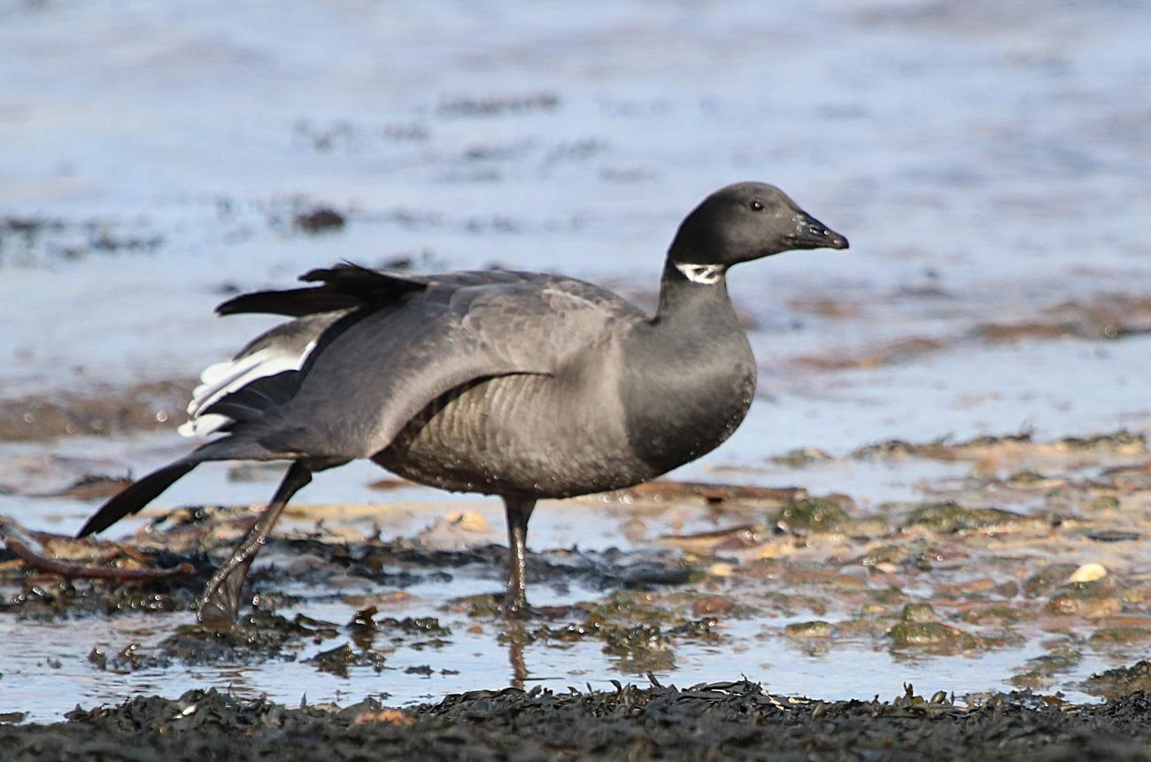 Brent Goose Exe River Estuary, Devon, UK