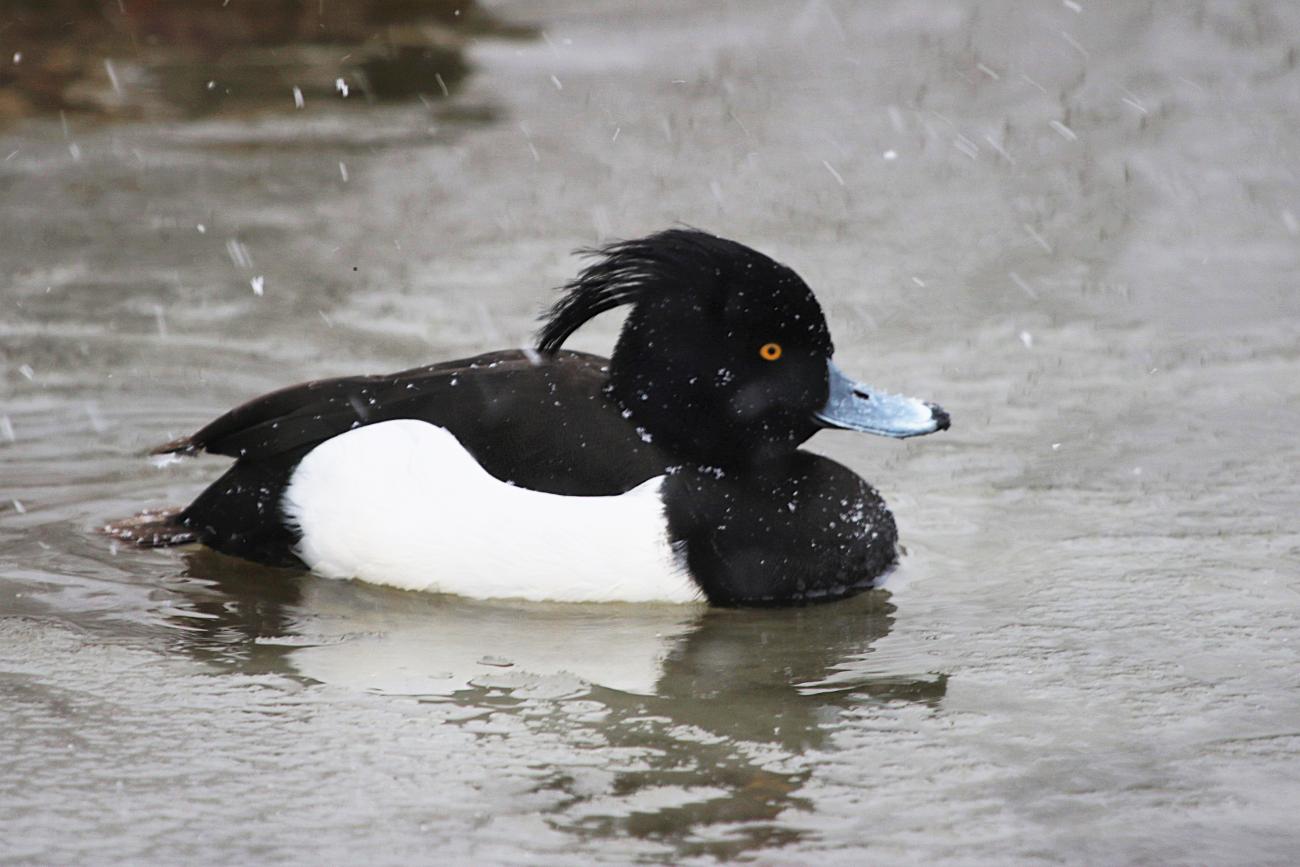 Tufted Duck Goodrington Park, Torbay, UK