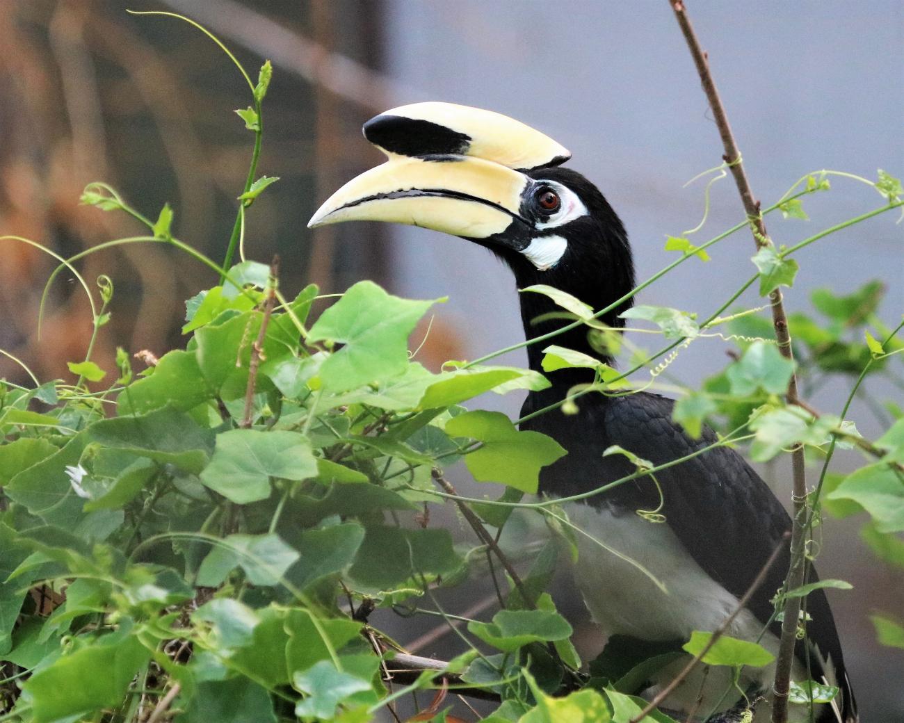 Oriental Pied Hornbill Koh Samet Thailand