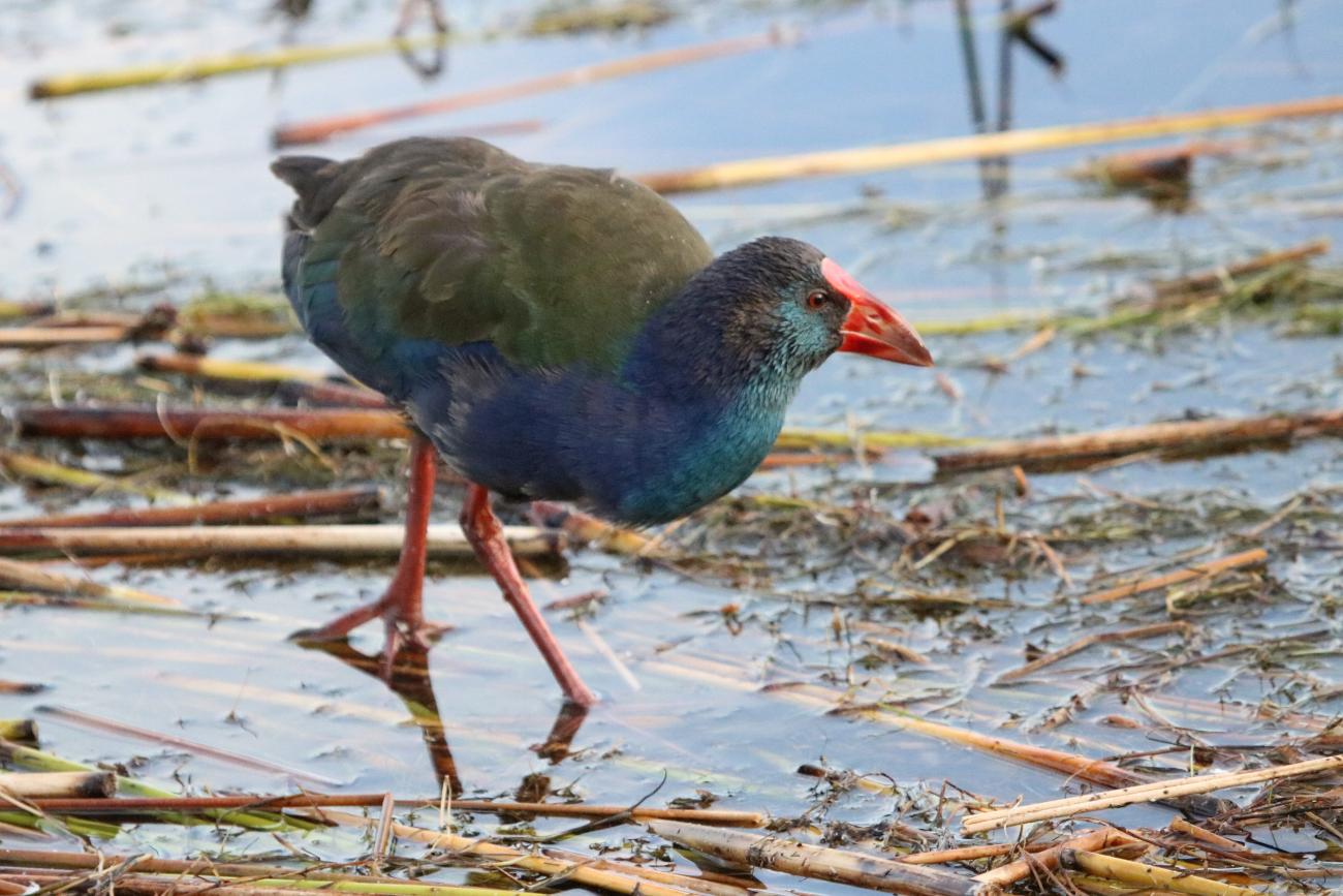 Purple Swamhen  Rondevlei Sedgefield Western Cape