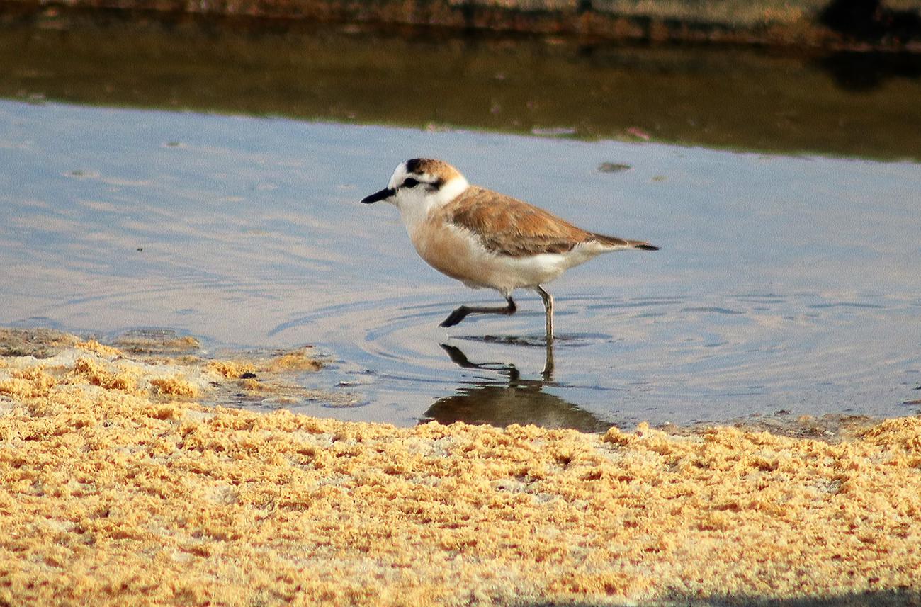 White-fronted Plover Walvis Bay, Namibia