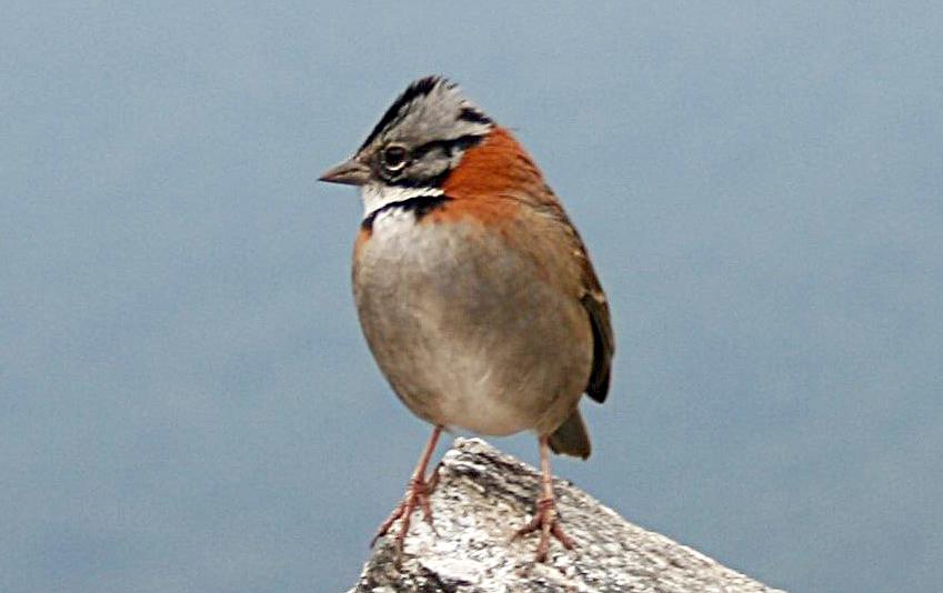 Rufous-collared sparrow Machu Picchu Peru