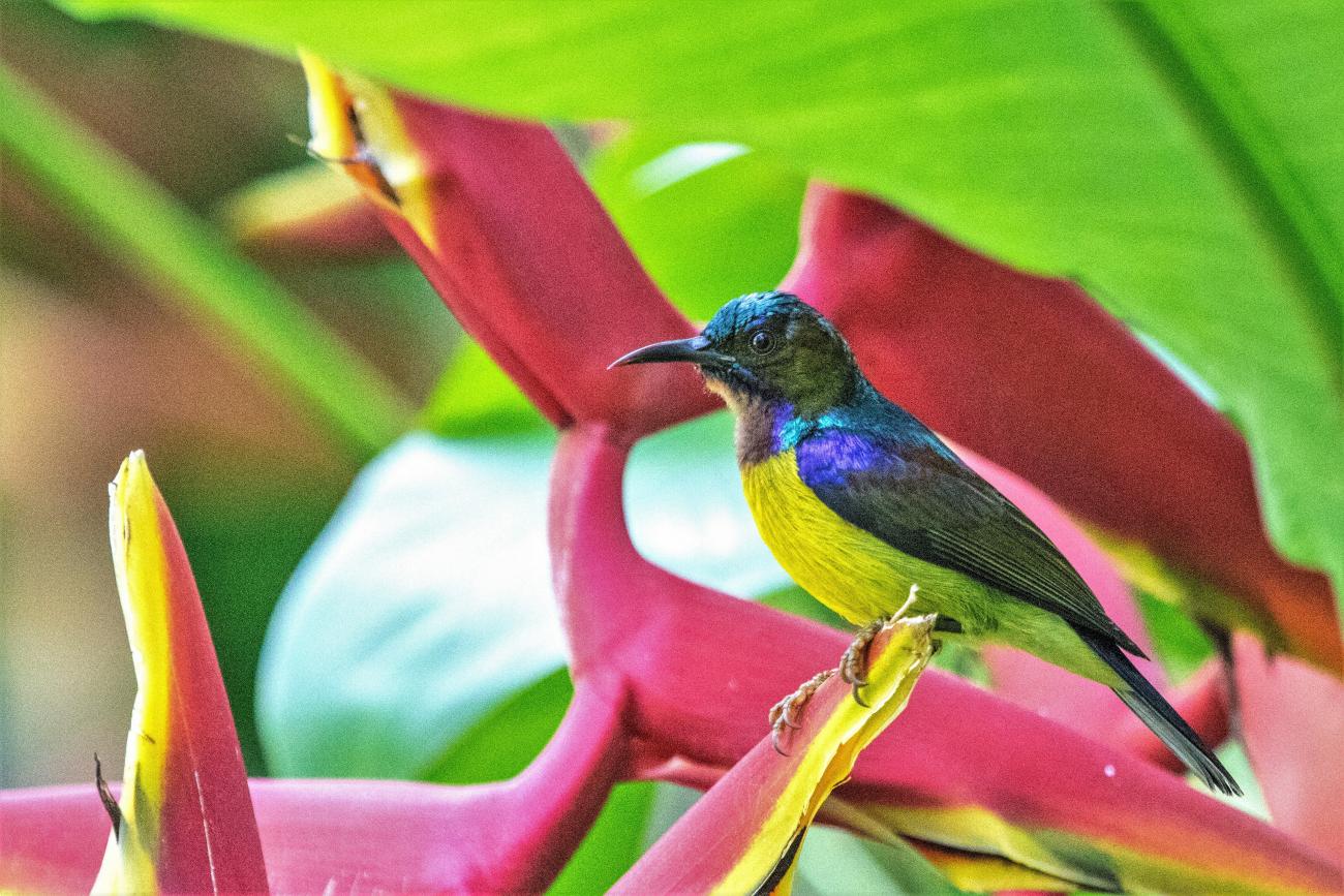 Brown-throated Sunbird Phuket Thailand