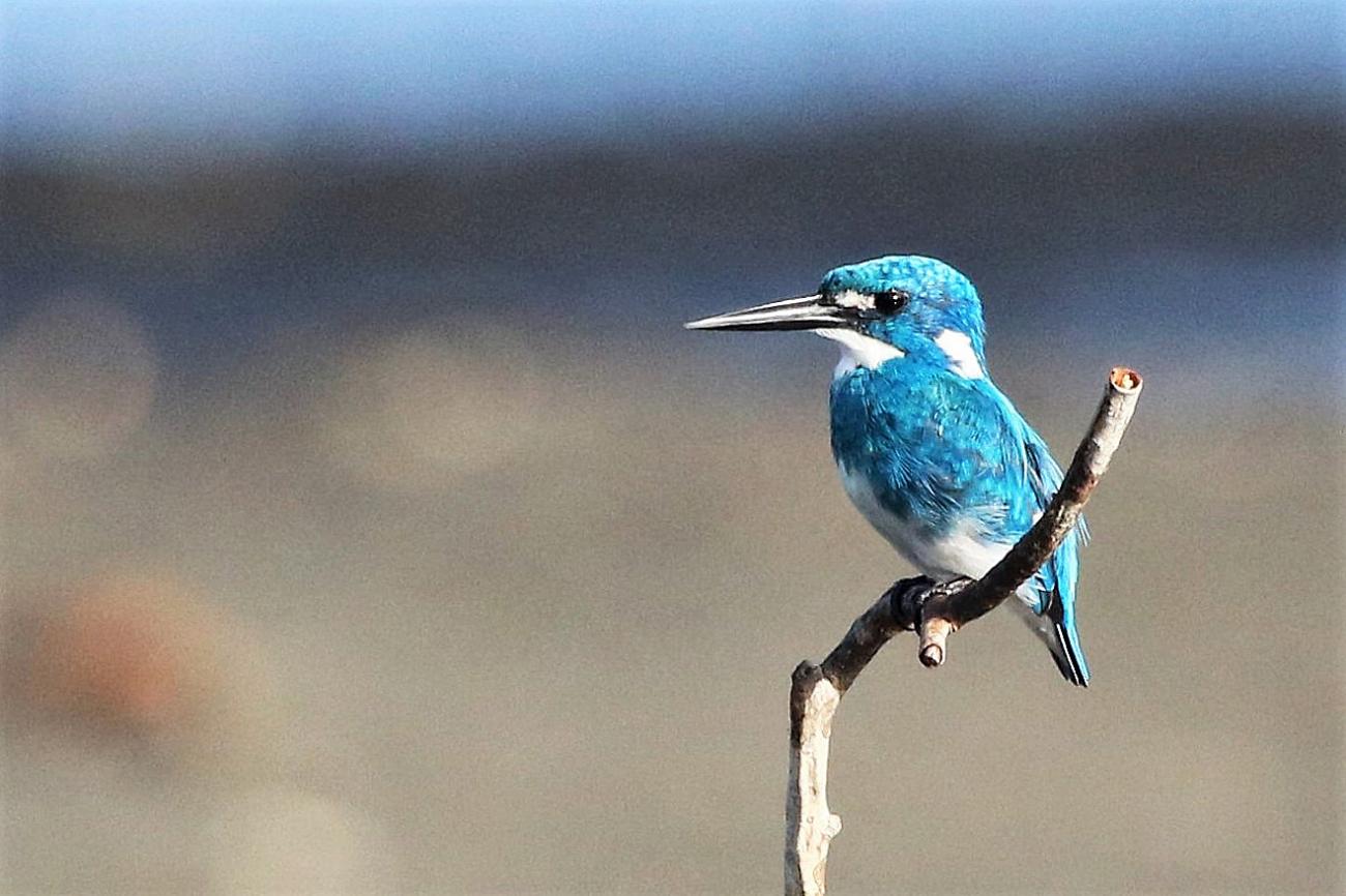 Cerulean Kingfisher West Bali National Park, Indonesia