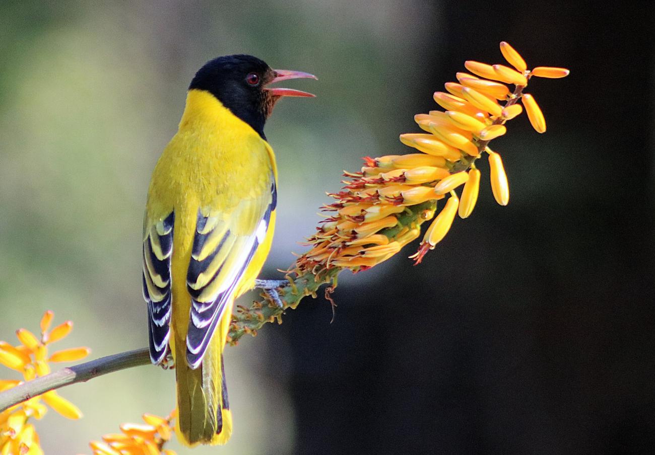 Black-headed Oriole Kruger National Park South Africa