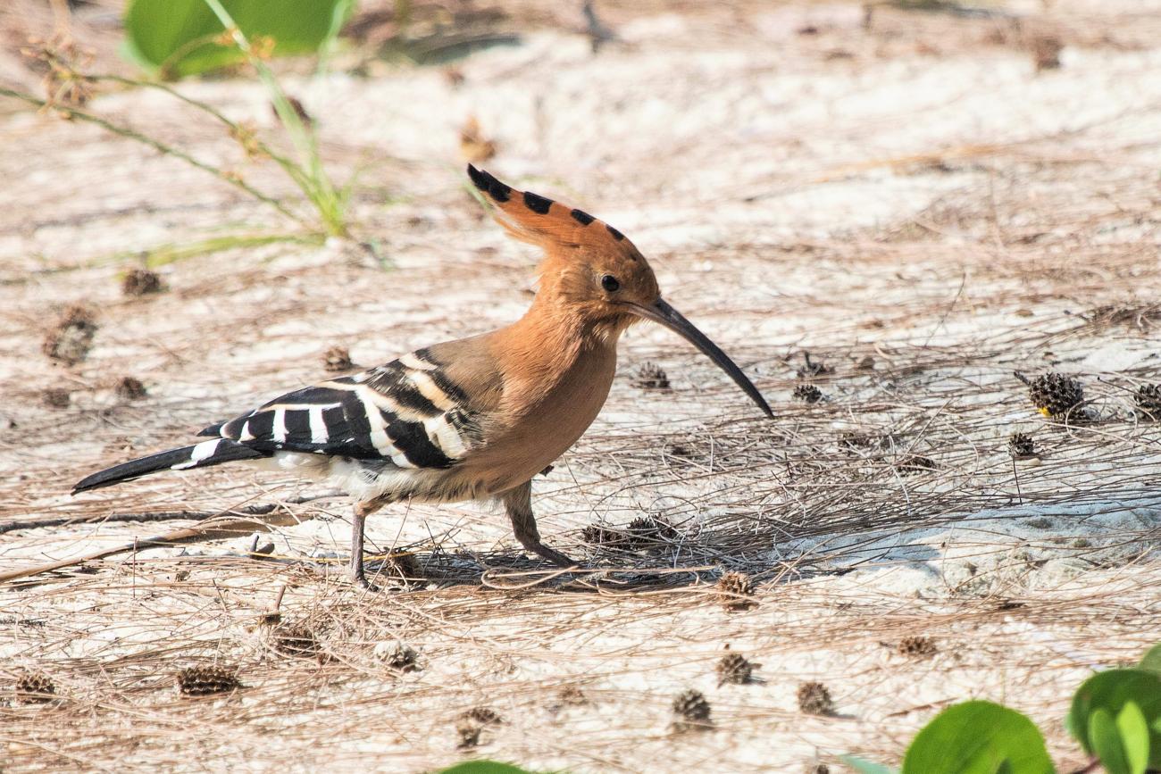 Eurasian Hoopoe khao Lom Muak Thailand