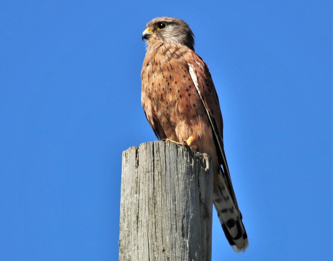 Rock Kestrel  The Wild File