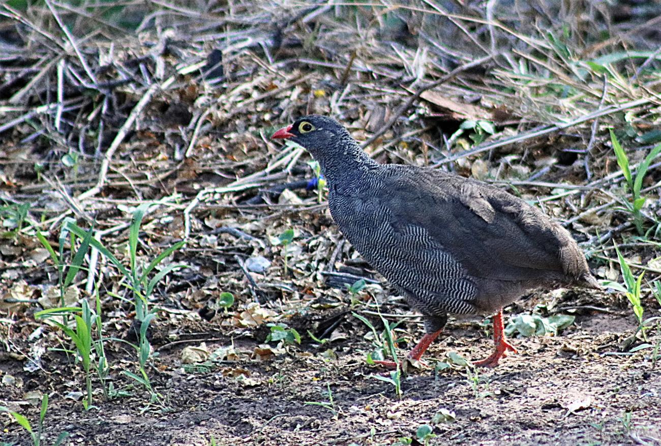 Red-billed Francolin Etosha Namibia