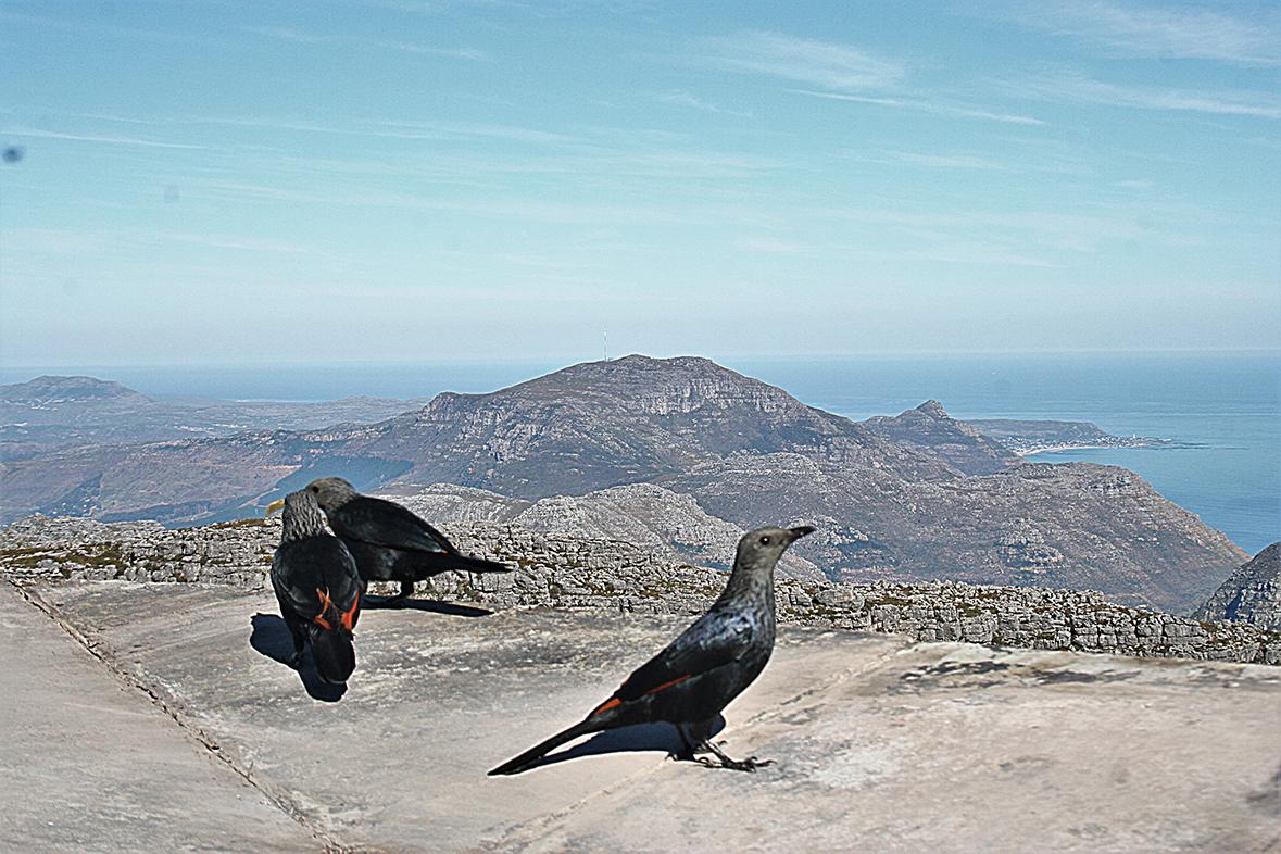 Redwing Starling Table Top Mountain South Africa