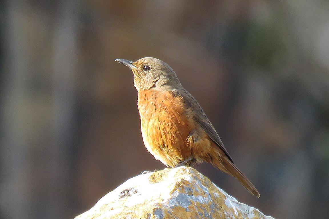 Cape Rock Thrush Robberg Penninsula South Africa