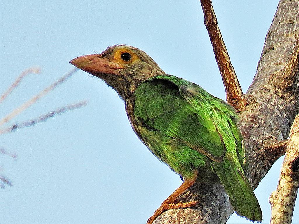 Lineated Barbet Bali Indonesia