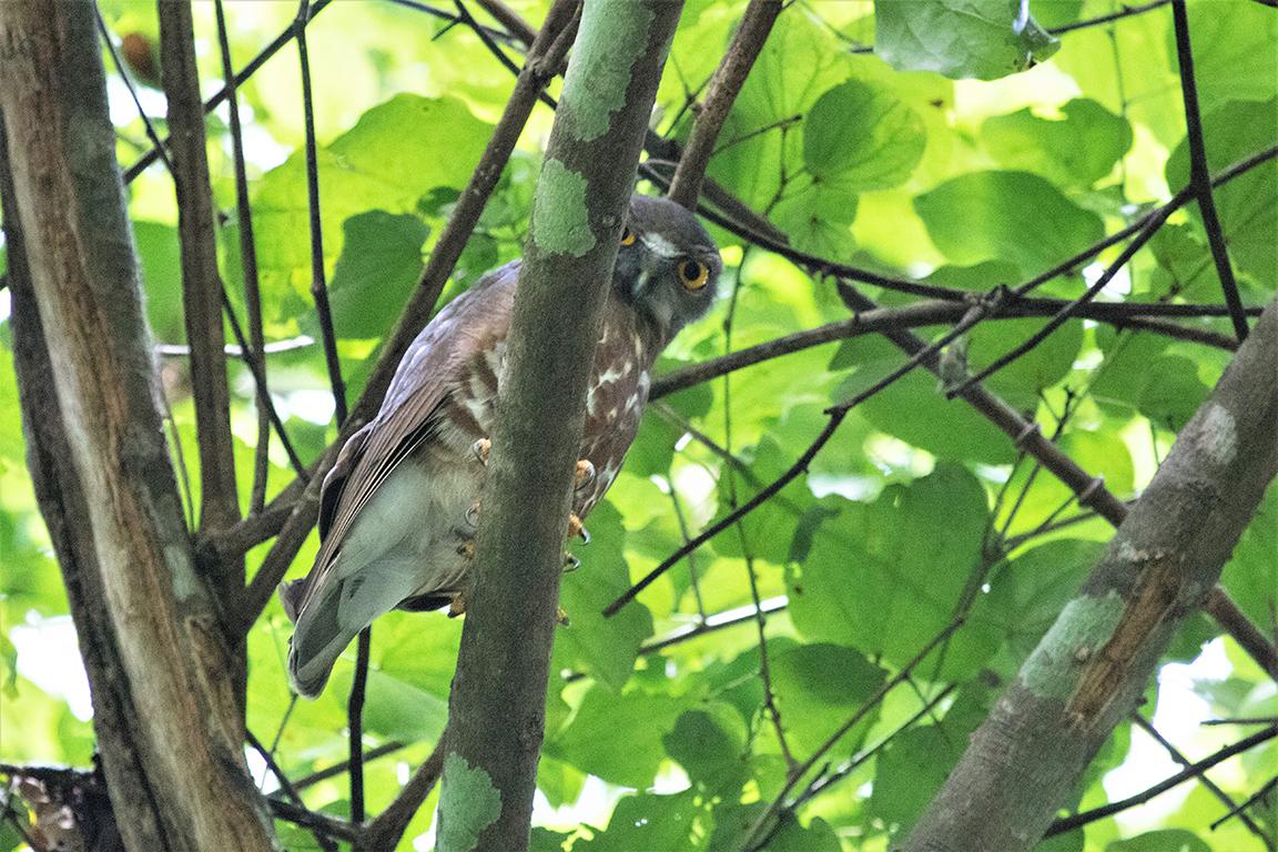 Spotted Hawl Owl Phetchaburi Province Thailand