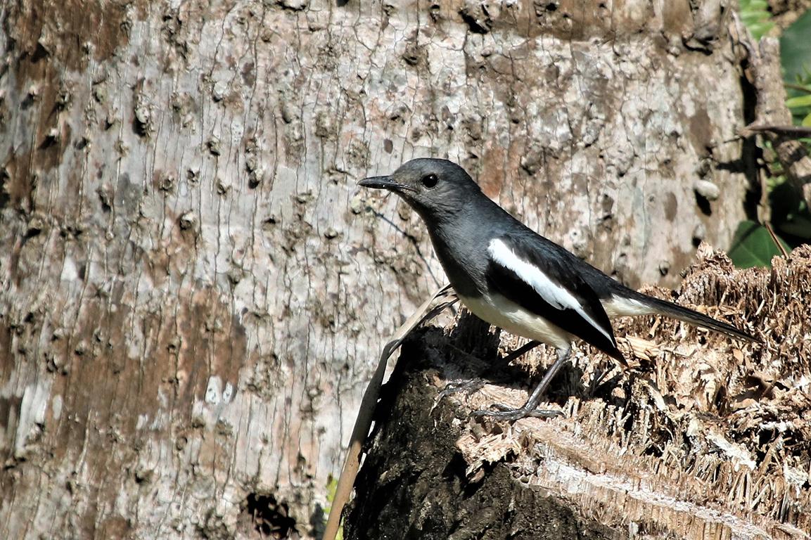 Oriental Robin Chiang Rai Thailand