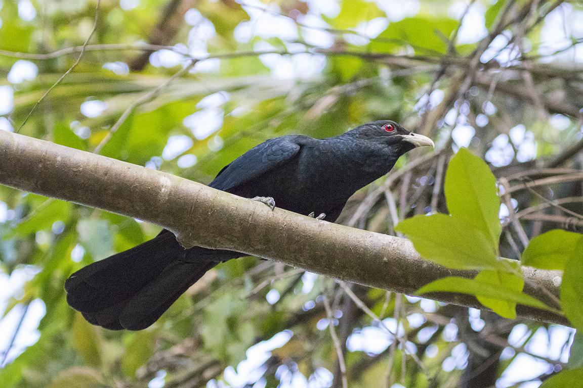 Asian Koel Koh Phangan Thailand