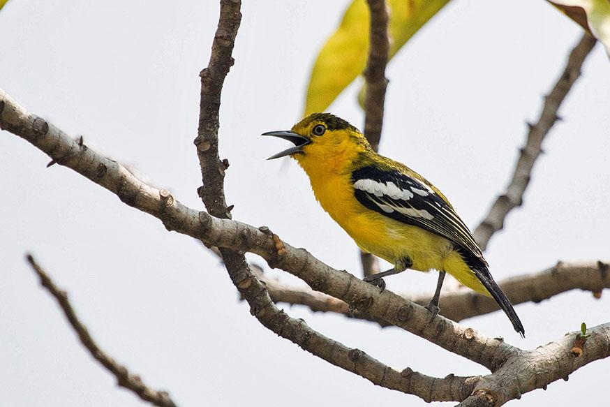 Common Iora Bangkok Thailand