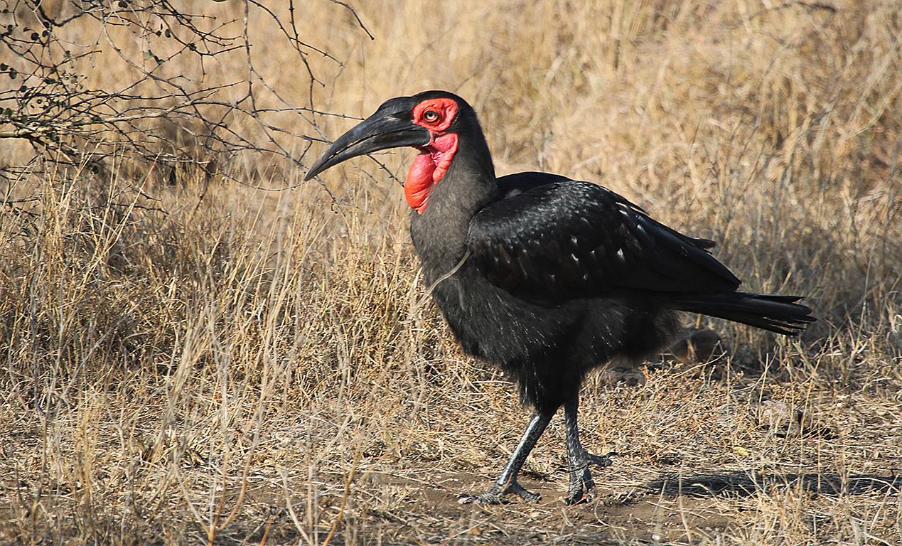 Southern Ground Hornbill  Kruger South Africa